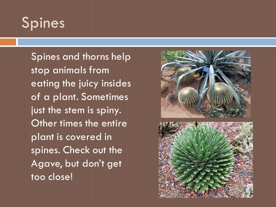 Spines Spines and thorns help stop animals from eating the juicy insides of a plant.