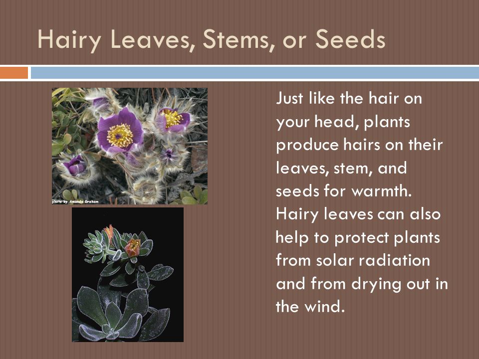 Hairy Leaves, Stems, or Seeds Just like the hair on your head, plants produce hairs on their leaves, stem, and seeds for warmth.