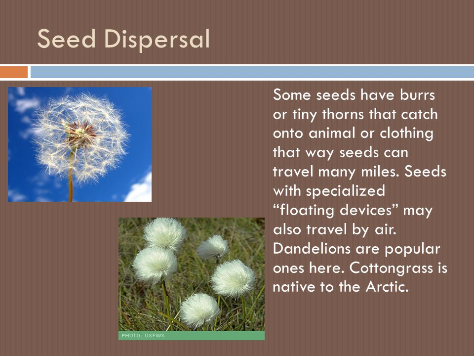 Seed Dispersal Some seeds have burrs or tiny thorns that catch onto animal or clothing that way seeds can travel many miles.