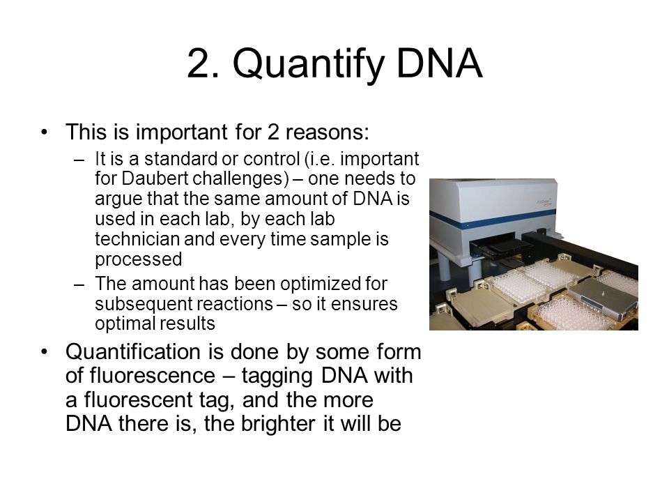 2. Quantify DNA This is important for 2 reasons: –It is a standard or control (i.e.