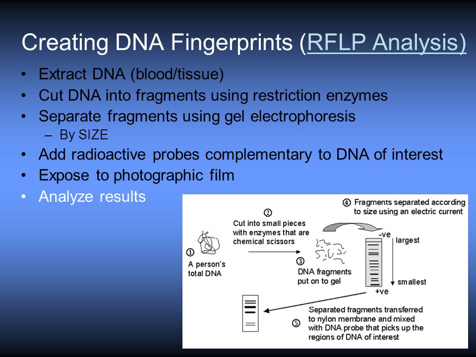 Creating DNA Fingerprints (RFLP Analysis) Extract DNA (blood/tissue) Cut DNA into fragments using restriction enzymes Separate fragments using gel electrophoresis –By SIZE Add radioactive probes complementary to DNA of interest Expose to photographic film Analyze results