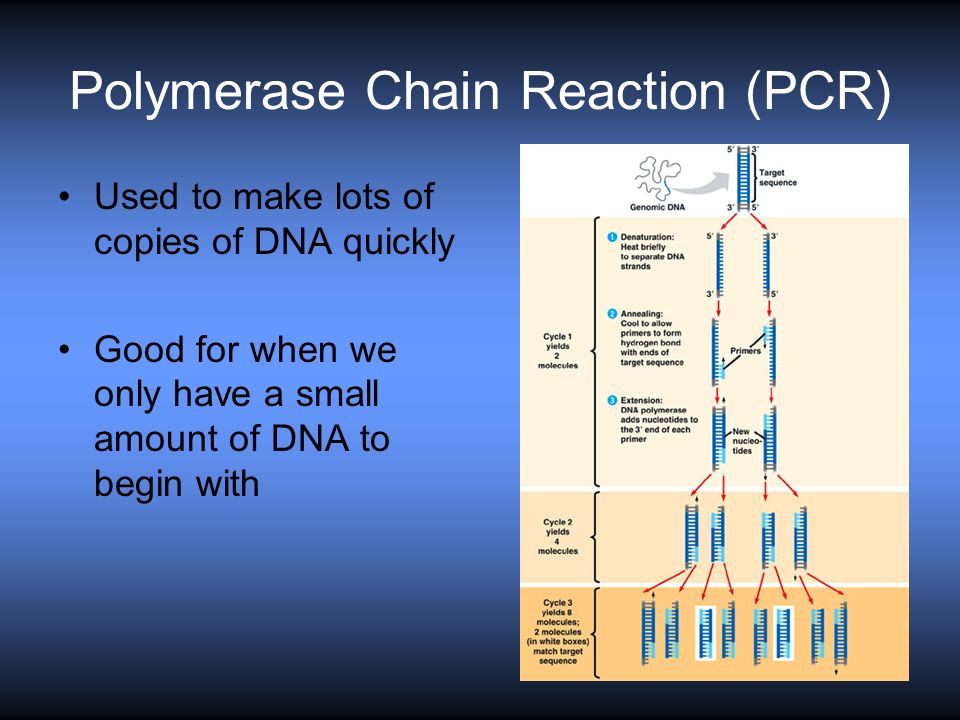 Polymerase Chain Reaction (PCR) Used to make lots of copies of DNA quickly Good for when we only have a small amount of DNA to begin with
