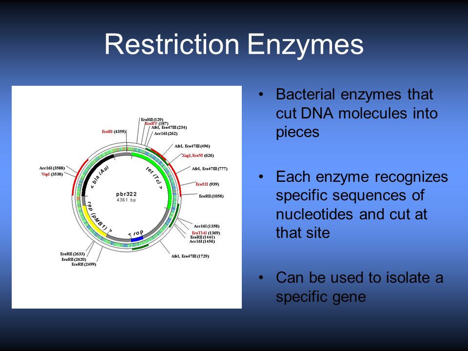 Restriction Enzymes Bacterial enzymes that cut DNA molecules into pieces Each enzyme recognizes specific sequences of nucleotides and cut at that site Can be used to isolate a specific gene