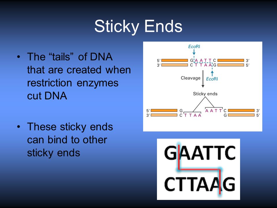 Sticky Ends The tails of DNA that are created when restriction enzymes cut DNA These sticky ends can bind to other sticky ends