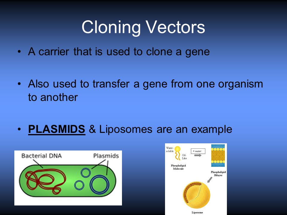 Cloning Vectors A carrier that is used to clone a gene Also used to transfer a gene from one organism to another PLASMIDS & Liposomes are an example