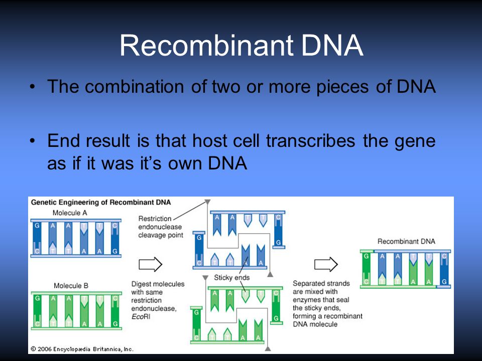 Recombinant DNA The combination of two or more pieces of DNA End result is that host cell transcribes the gene as if it was it’s own DNA