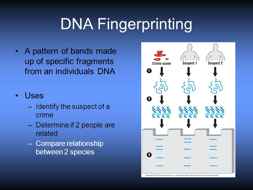 DNA Fingerprinting A pattern of bands made up of specific fragments from an individuals DNA Uses –Identify the suspect of a crime –Determine if 2 people are related –Compare relationship between 2 species