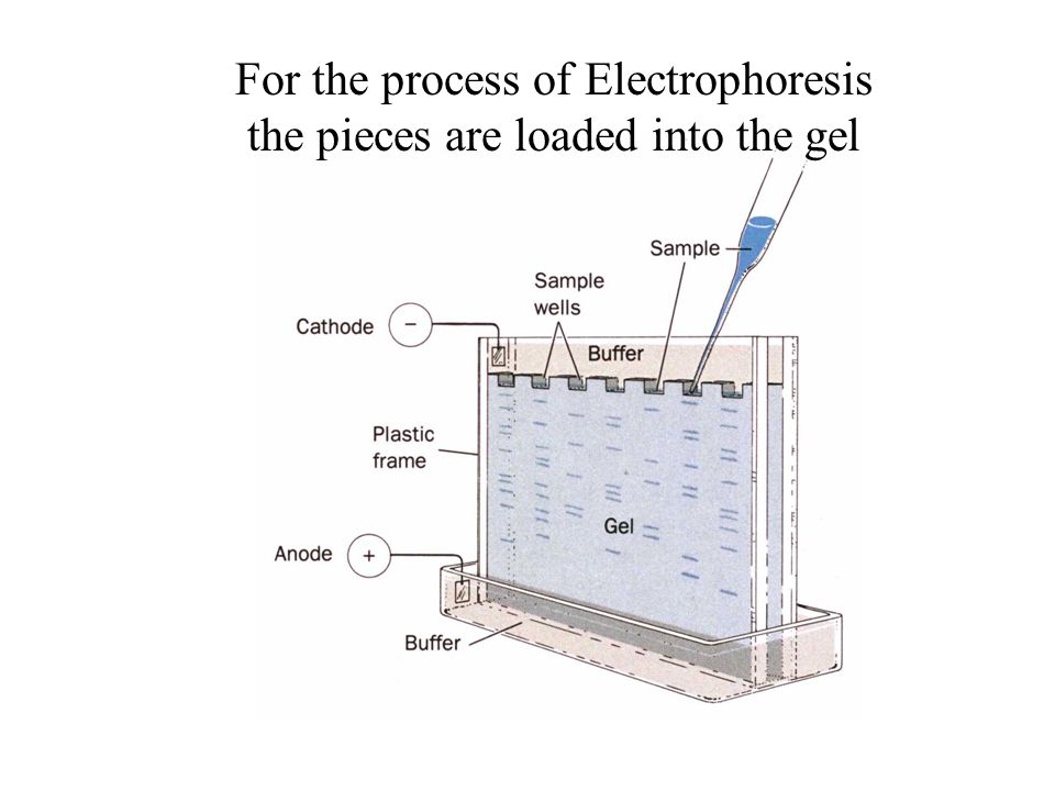 For the process of Electrophoresis the pieces are loaded into the gel
