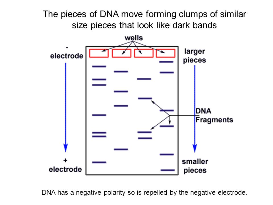 The pieces of DNA move forming clumps of similar size pieces that look like dark bands DNA has a negative polarity so is repelled by the negative electrode.