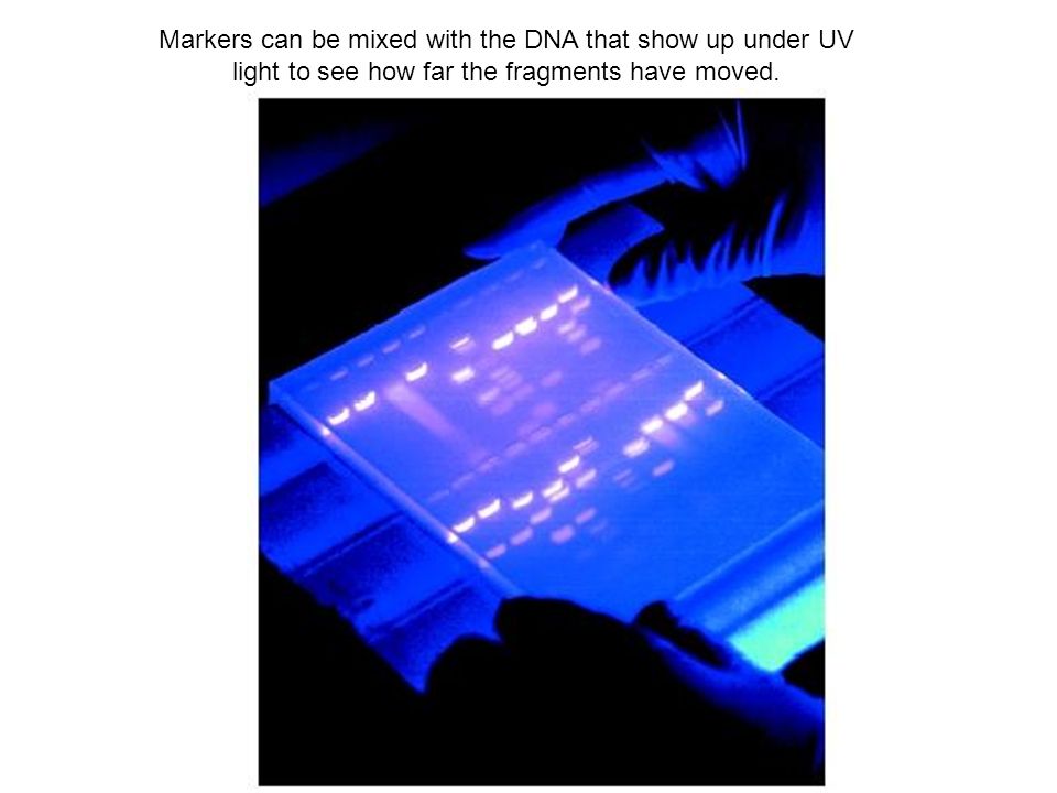 Markers can be mixed with the DNA that show up under UV light to see how far the fragments have moved.