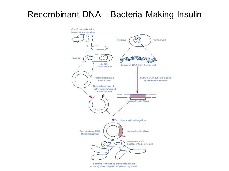 Recombinant DNA – Bacteria Making Insulin