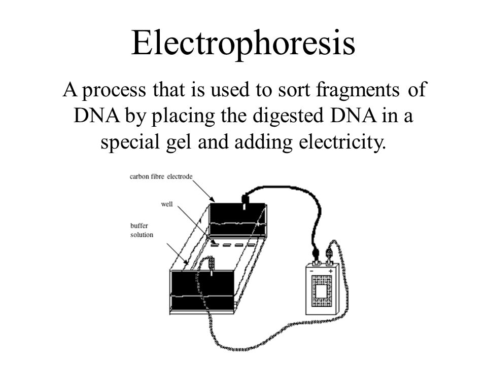 A process that is used to sort fragments of DNA by placing the digested DNA in a special gel and adding electricity.