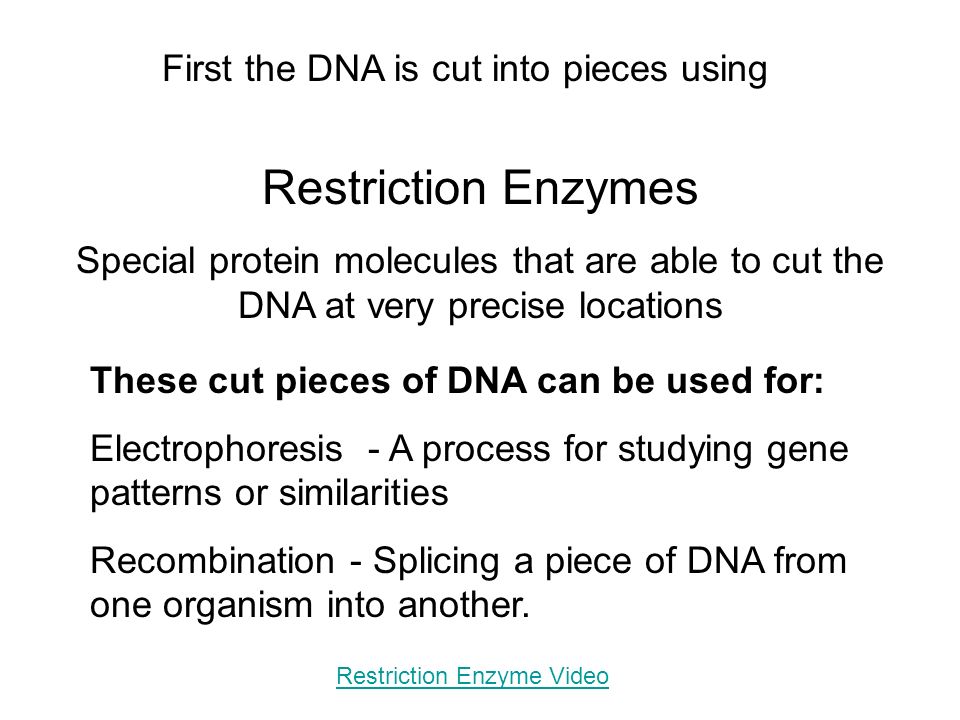 Restriction Enzymes Special protein molecules that are able to cut the DNA at very precise locations These cut pieces of DNA can be used for: Electrophoresis - A process for studying gene patterns or similarities Recombination - Splicing a piece of DNA from one organism into another.