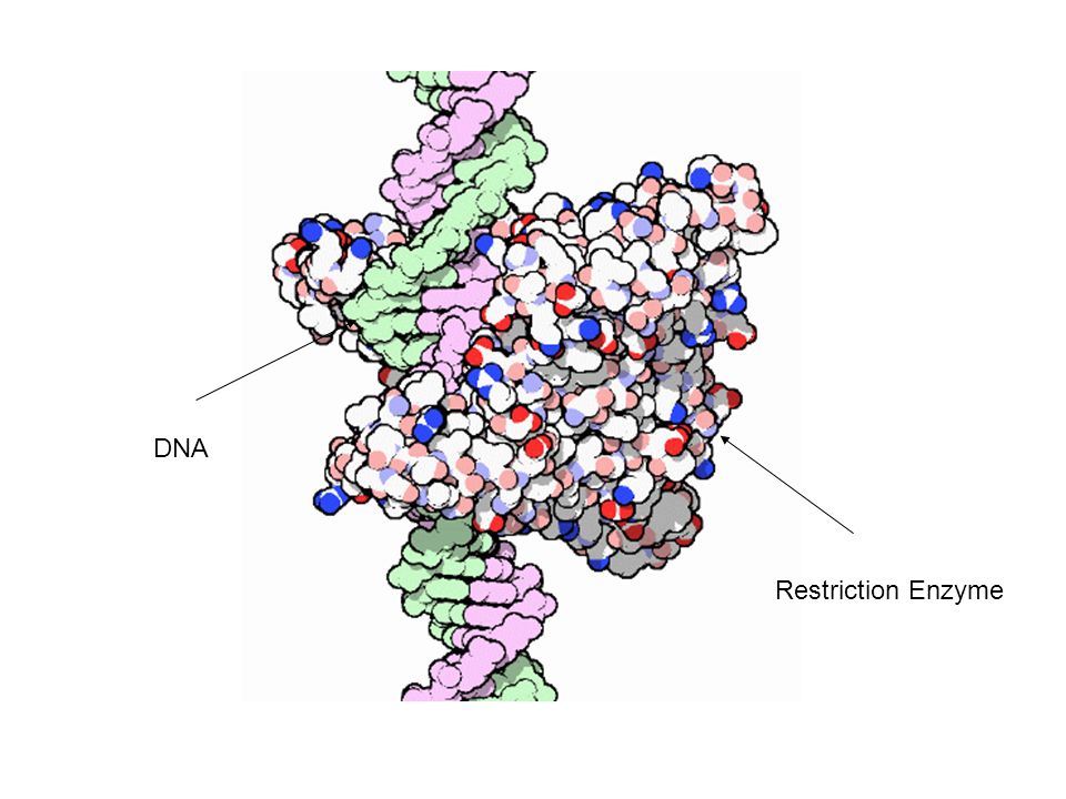 Restriction Enzyme DNA