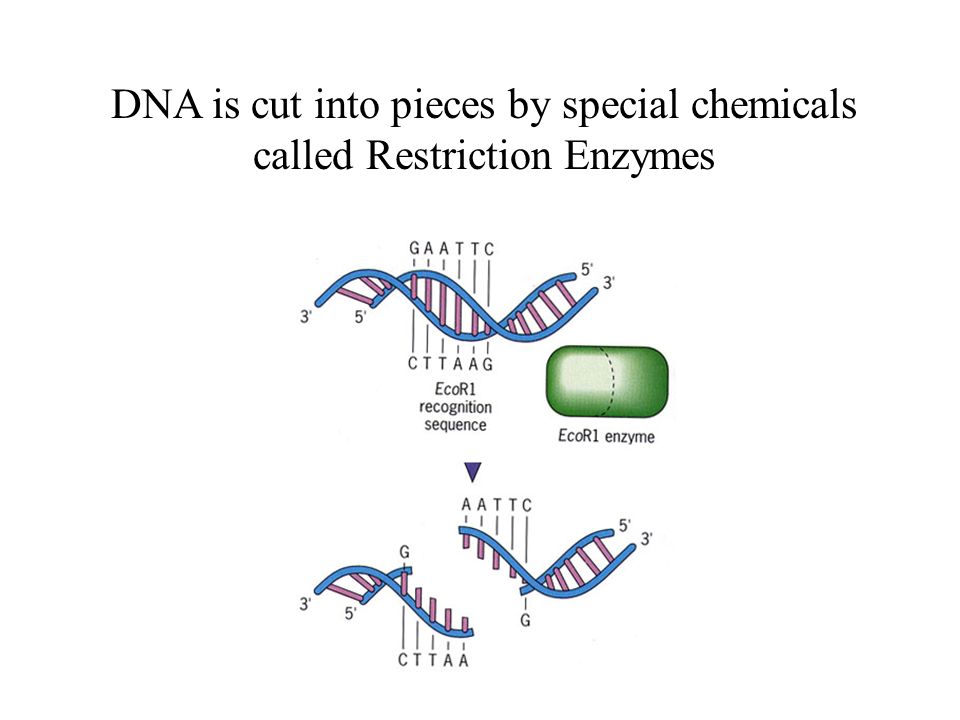 DNA is cut into pieces by special chemicals called Restriction Enzymes
