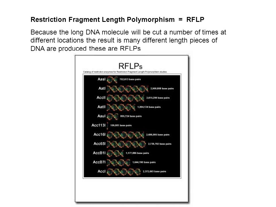 Restriction Fragment Length Polymorphism = RFLP Because the long DNA molecule will be cut a number of times at different locations the result is many different length pieces of DNA are produced these are RFLPs