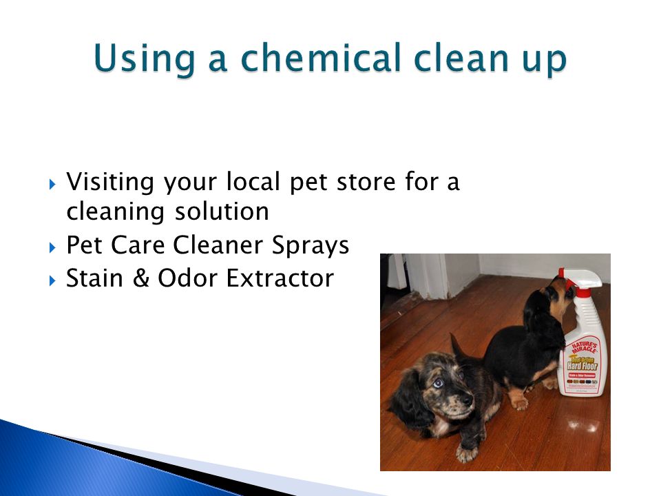  Visiting your local pet store for a cleaning solution  Pet Care Cleaner Sprays  Stain & Odor Extractor