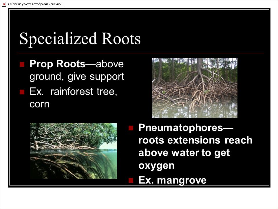 Specialized Roots Prop Roots—above ground, give support Ex.