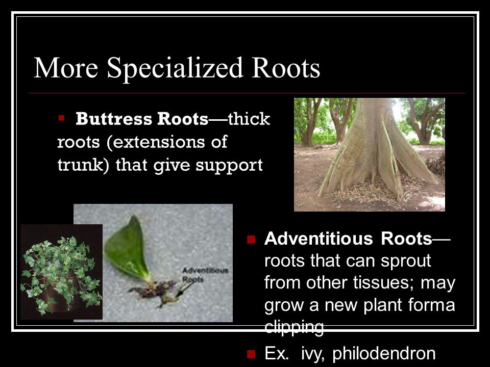 More Specialized Roots  Buttress Roots—thick roots (extensions of trunk) that give support Adventitious Roots— roots that can sprout from other tissues; may grow a new plant forma clipping Ex.