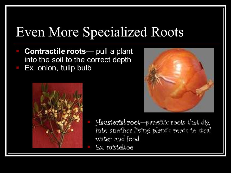 Even More Specialized Roots  Contractile roots— pull a plant into the soil to the correct depth  Ex.