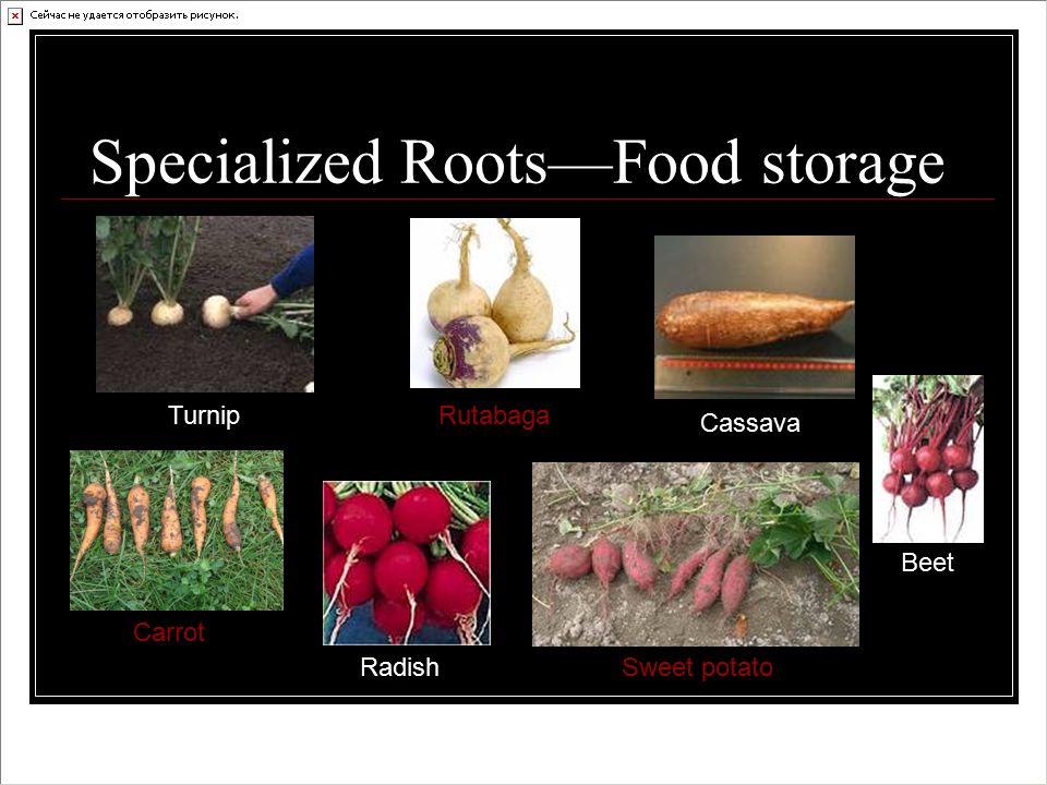 Specialized Roots—Food storage Turnip Sweet potato Cassava Rutabaga Radish Beet Carrot