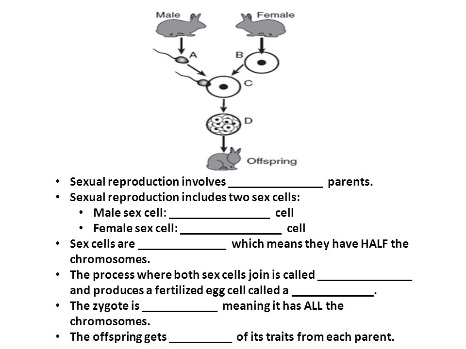 Sexual reproduction involves _______________ parents.