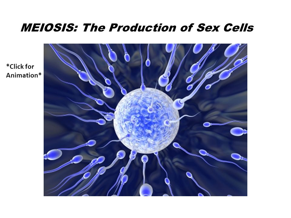 MEIOSIS: The Production of Sex Cells *Click for Animation*