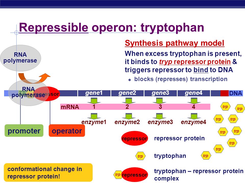 biology ap essay Ap biology 2188 words | 11 pages ap essay answers: 16-20 1 information transfer is fundamental to all living organisms for two of. biology ap essay Ap biology 2188 words | 11 pages ap essay answers: 16-20 1 information transfer is fundamental to all living organisms for two of.