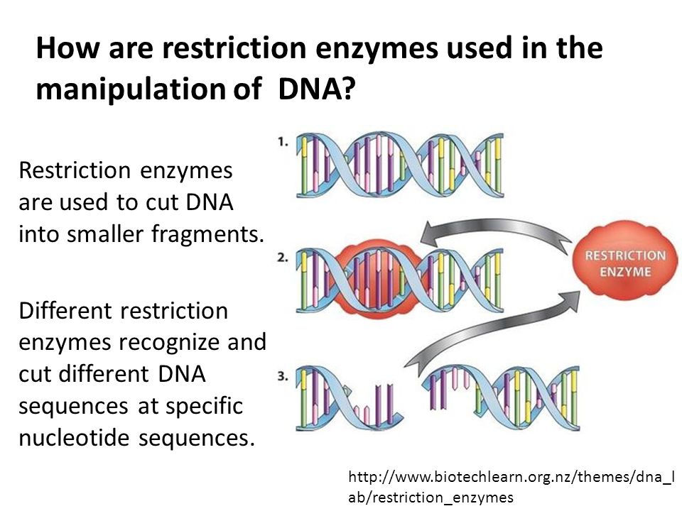 Restriction enzymes are used to cut DNA into smaller fragments.