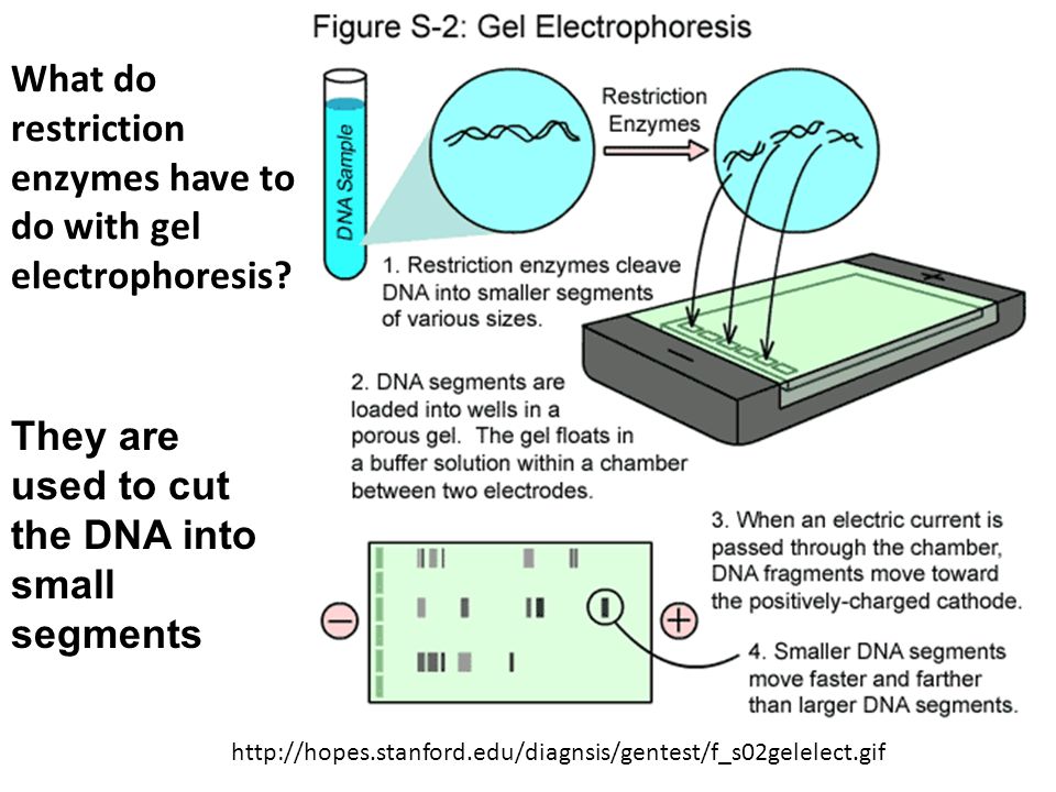 What do restriction enzymes have to do with gel electrophoresis.