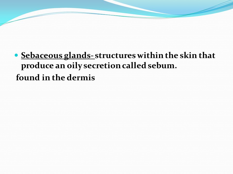 Sebaceous glands- structures within the skin that produce an oily secretion called sebum.