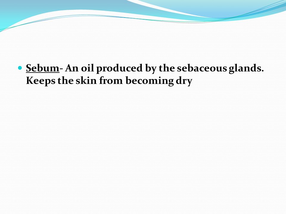 Sebum- An oil produced by the sebaceous glands. Keeps the skin from becoming dry