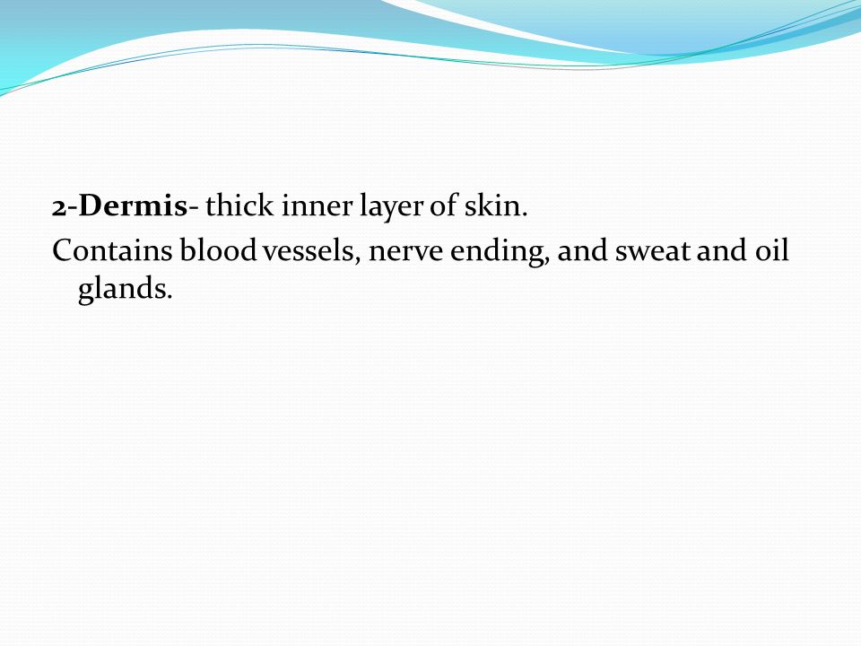 2-Dermis- thick inner layer of skin.
