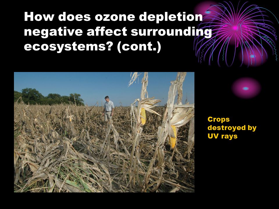 How does ozone depletion negative affect surrounding ecosystems (cont.) Crops destroyed by UV rays