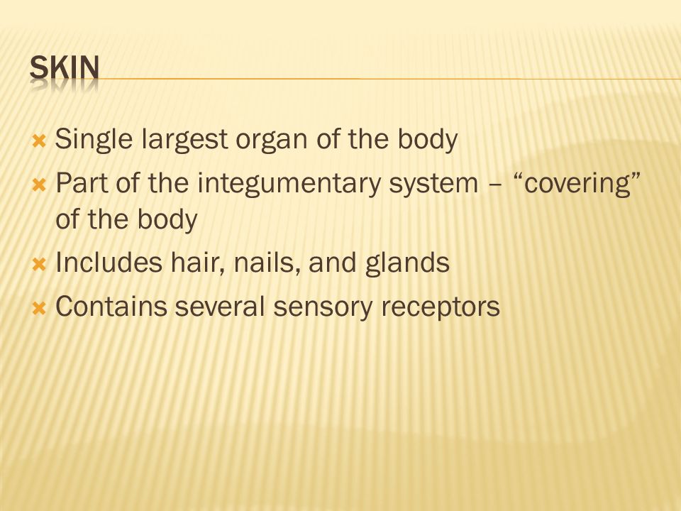  Single largest organ of the body  Part of the integumentary system – covering of the body  Includes hair, nails, and glands  Contains several sensory receptors