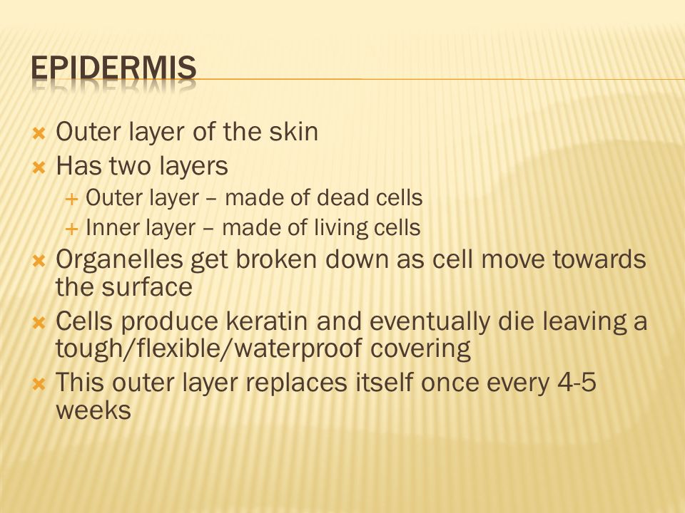  Outer layer of the skin  Has two layers  Outer layer – made of dead cells  Inner layer – made of living cells  Organelles get broken down as cell move towards the surface  Cells produce keratin and eventually die leaving a tough/flexible/waterproof covering  This outer layer replaces itself once every 4-5 weeks