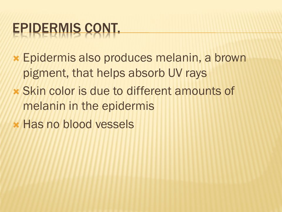  Epidermis also produces melanin, a brown pigment, that helps absorb UV rays  Skin color is due to different amounts of melanin in the epidermis  Has no blood vessels