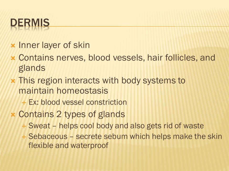  Inner layer of skin  Contains nerves, blood vessels, hair follicles, and glands  This region interacts with body systems to maintain homeostasis  Ex: blood vessel constriction  Contains 2 types of glands  Sweat – helps cool body and also gets rid of waste  Sebaceous – secrete sebum which helps make the skin flexible and waterproof