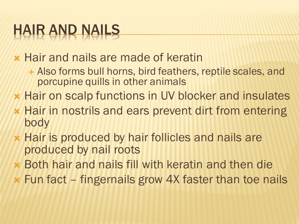  Hair and nails are made of keratin  Also forms bull horns, bird feathers, reptile scales, and porcupine quills in other animals  Hair on scalp functions in UV blocker and insulates  Hair in nostrils and ears prevent dirt from entering body  Hair is produced by hair follicles and nails are produced by nail roots  Both hair and nails fill with keratin and then die  Fun fact – fingernails grow 4X faster than toe nails