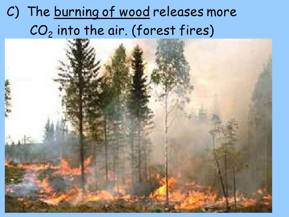 C) The burning of wood releases more CO 2 into the air. (forest fires)