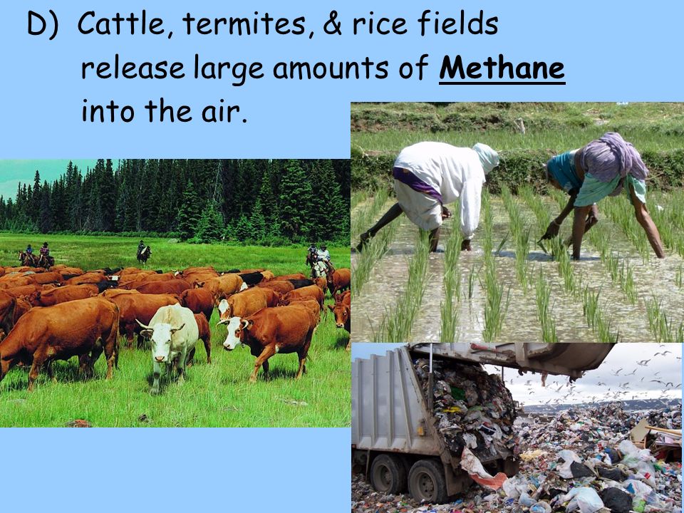 D) Cattle, termites, & rice fields release large amounts of Methane into the air.