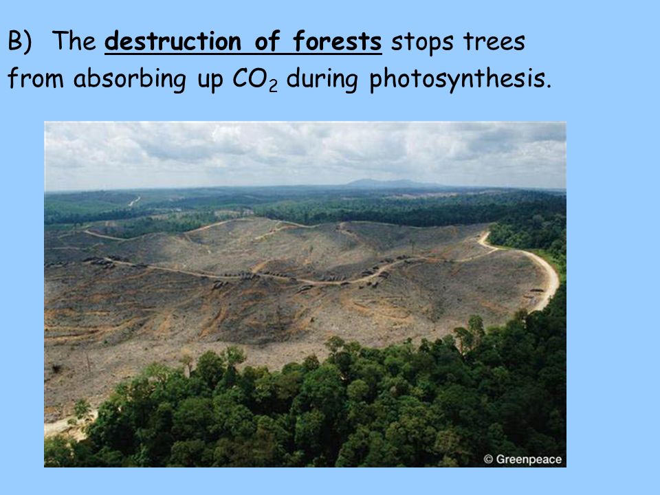 B)The destruction of forests stops trees from absorbing up CO 2 during photosynthesis.