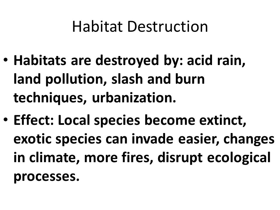 Habitat Destruction Habitats are destroyed by: acid rain, land pollution, slash and burn techniques, urbanization.