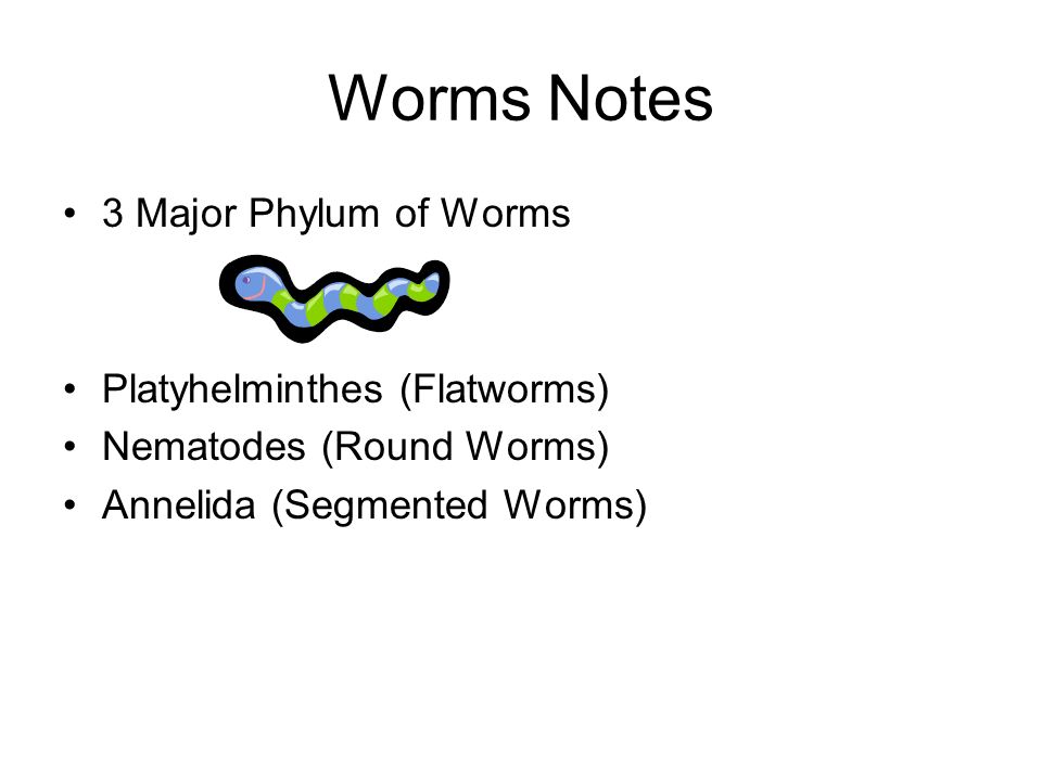 are nematodes segmented