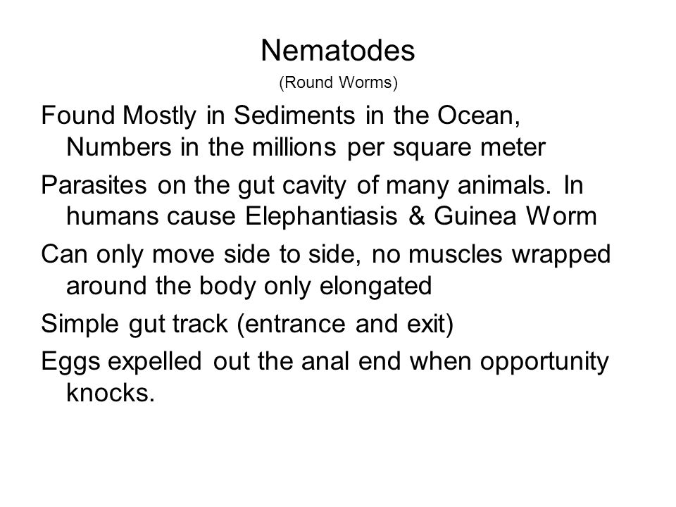 are nematodes segmented