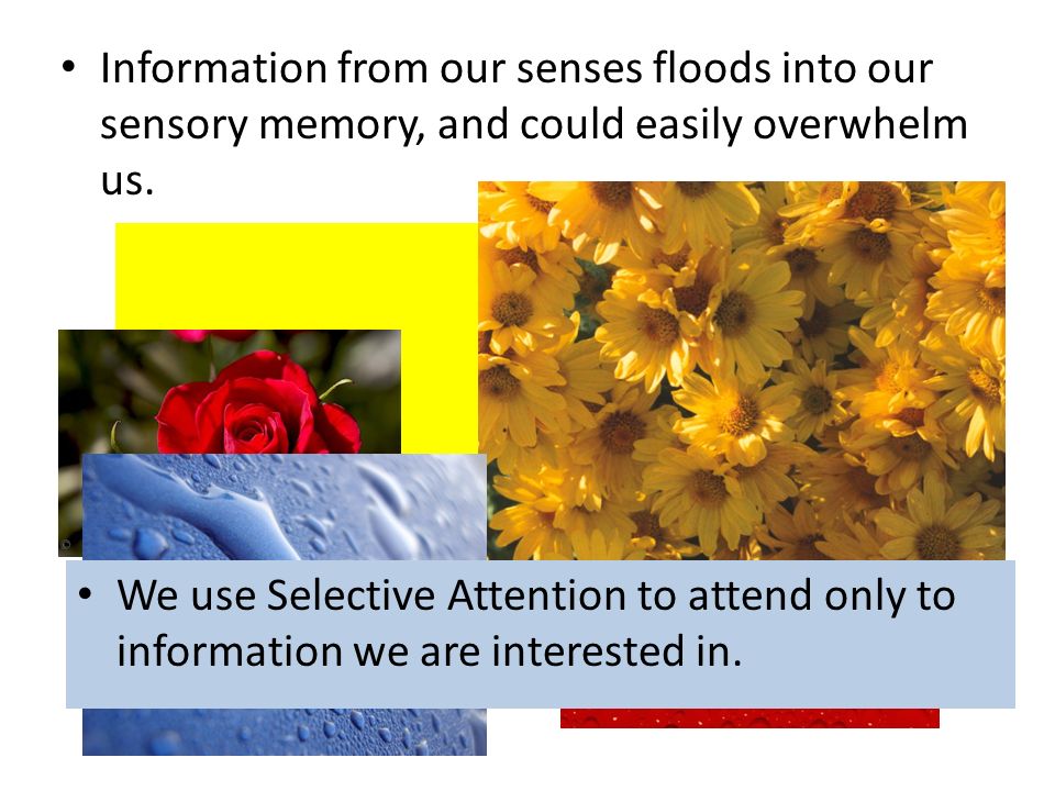 Information from our senses floods into our sensory memory, and could easily overwhelm us.