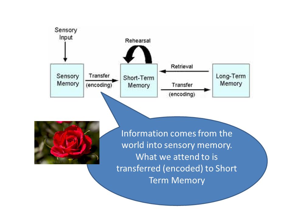 Information comes from the world into sensory memory.