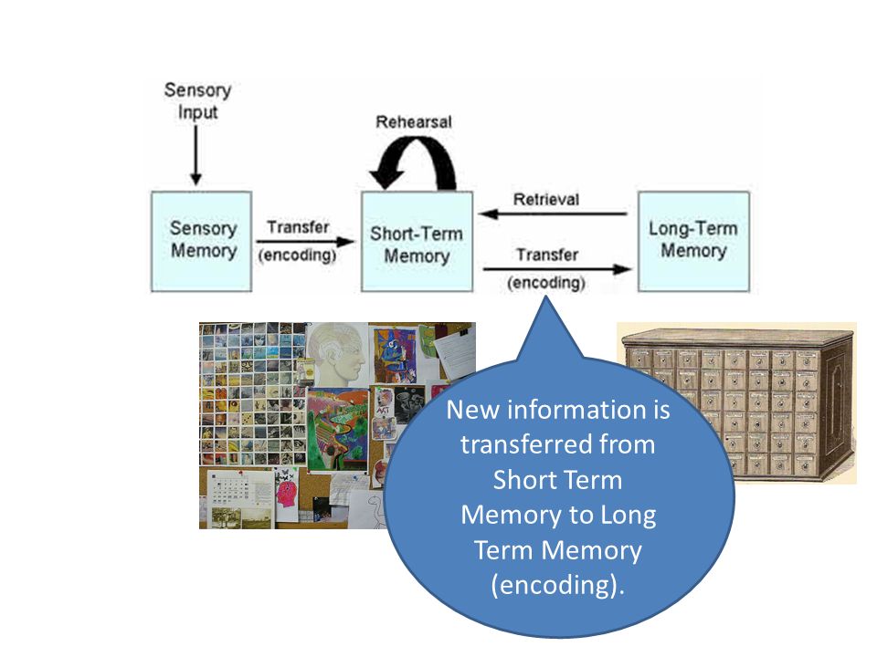 New information is transferred from Short Term Memory to Long Term Memory (encoding).