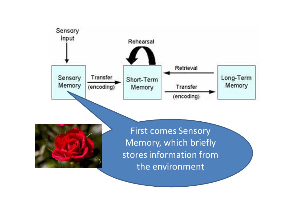 First comes Sensory Memory, which briefly stores information from the environment