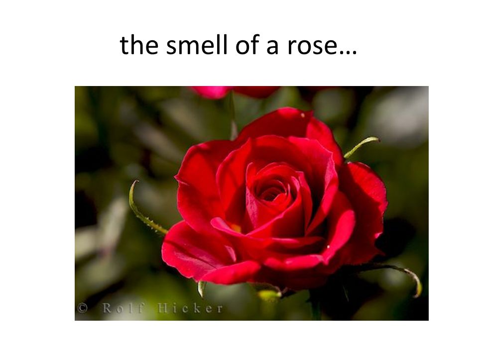 the smell of a rose…